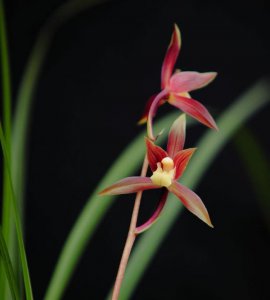 ​为什么秋芝的下山兰如此受人追捧？