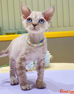 ​德文猫怎么看品相？德文猫好养吗