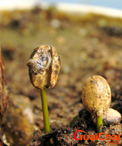 ​种子发芽的条件 怎样提高种子发芽率