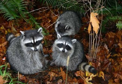 ​人工养殖果子狸可以吃吗和食用野生果子狸与买卖出售犯法吗？