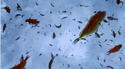 ​世间罕见的鱼雨气象