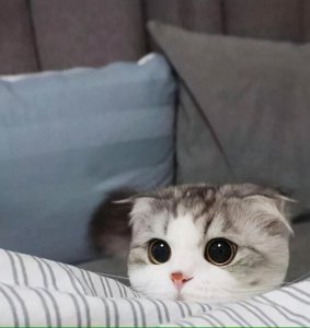 ​适合小猫的英文名可爱洋气-可爱点