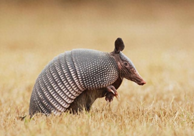 《山海经》被证实地球上真实存在的10种 “魔幻” 动物