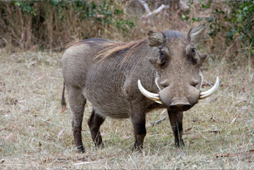 《山海经》被证实地球上真实存在的10种 “魔幻” 动物