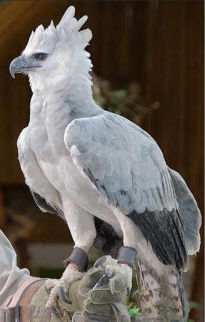 《山海经》被证实地球上真实存在的10种 “魔幻” 动物