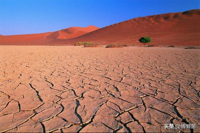 ​非洲肺鱼的悲惨命运：战胜了缺水和饥饿，却被人们封印在墙壁中