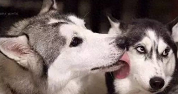 一位大姐养二哈的血泪心酸史,满满的笑点,肚子笑疼死了