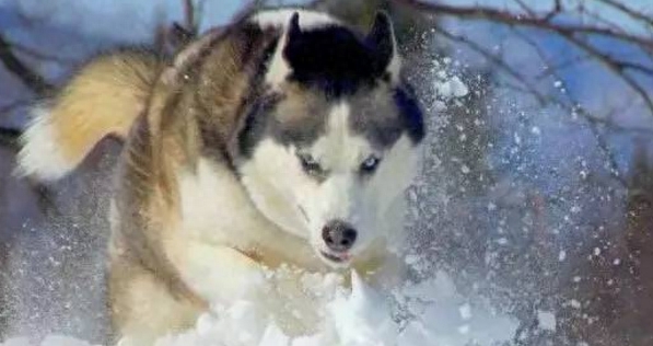 一位大姐养二哈的血泪心酸史,满满的笑点,肚子笑疼死了