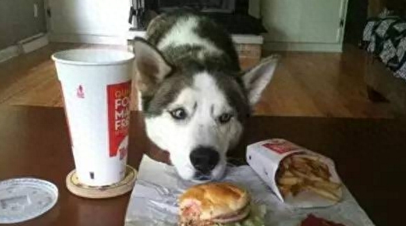 一位大姐养二哈的血泪心酸史,满满的笑点,肚子笑疼死了