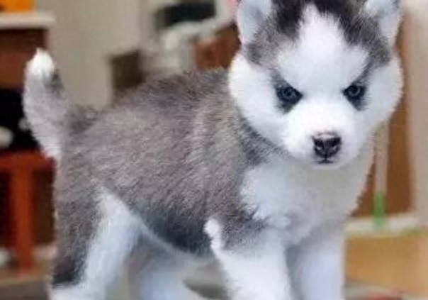 一位大姐养二哈的血泪心酸史,满满的笑点,肚子笑疼死了