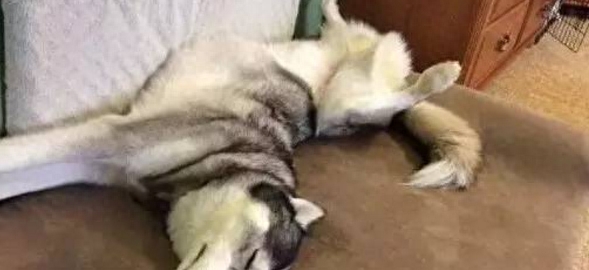 一位大姐养二哈的血泪心酸史,满满的笑点,肚子笑疼死了