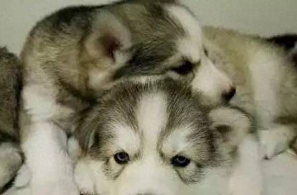 一位大姐养二哈的血泪心酸史,满满的笑点,肚子笑疼死了