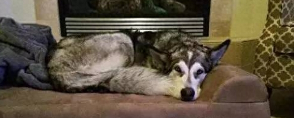 一位大姐养二哈的血泪心酸史,满满的笑点,肚子笑疼死了