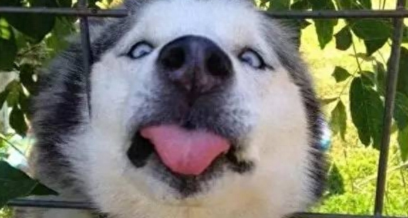 一位大姐养二哈的血泪心酸史,满满的笑点,肚子笑疼死了