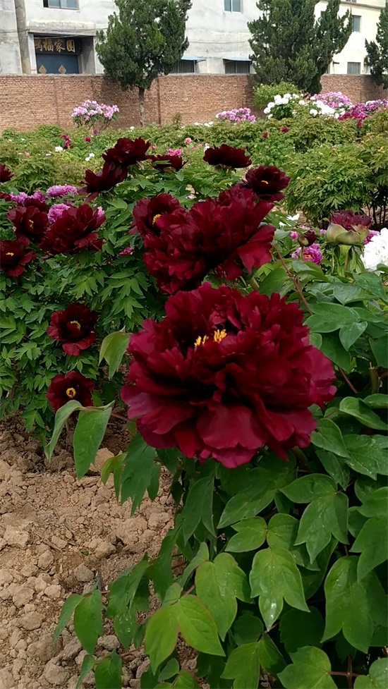 黑色系观赏牡丹品种：乌金耀辉，蔷薇型，有时呈菊花型。