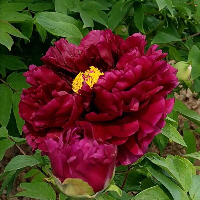 黑色系观赏牡丹品种：乌金耀辉，蔷薇型，有时呈菊花型。