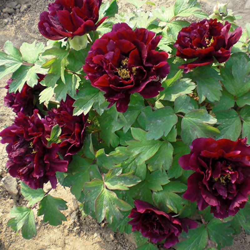 黑色系观赏牡丹品种：乌金耀辉，蔷薇型，有时呈菊花型。