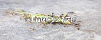 ​床上有蚂蚁怎么消灭掉视频 床上有蚂蚁怎么消灭掉图片