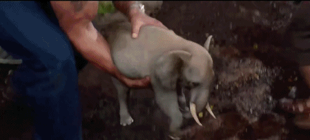 丛林冒险系列电影有哪些（10部丛林冒险系列电影推荐）