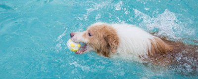 ​狗是国家保护动物吗 中国珍稀动物仅剩一只