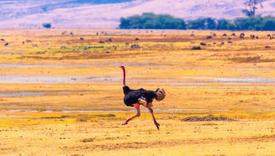 ​鸵鸟属于国家保护动物吗 鸵鸟是否属于国家保护动物