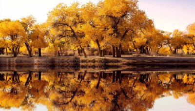 ​胡杨林在哪里