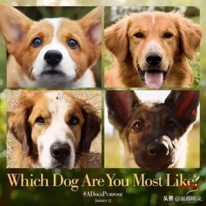 ​关于狗狗的治愈系电影有哪些（10部关于狗的治愈催泪电影推荐）