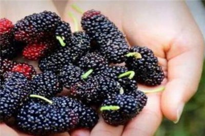 ​桑椹功效与作用（功效多但4类人群不宜吃）