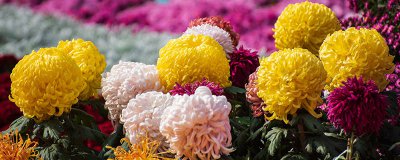 ​白菊花寓意是什么意思 白菊花的花语是什么