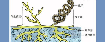 ​细菌能杀死吗图片 细菌能杀死吗百科