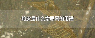 ​搞什么蛇皮是什么意思 说蛇皮是什么意思