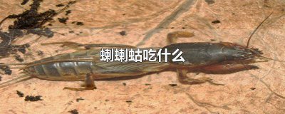 ​蝲蝲蛄能吃么 蝲蝲蛄吃什么食物