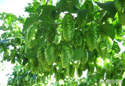 ​精酿啤酒苦度ibu(精酿啤酒苦度值多少适合大众)