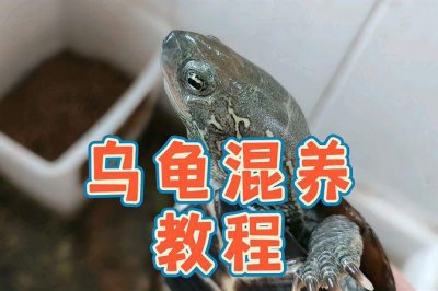 ​巴西龟和草龟能混养吗（分享具体的混养方法及要点