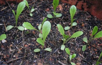 ​莴笋种子催芽处理方法和育苗技巧