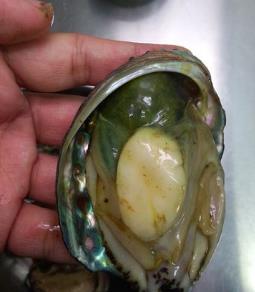 鲍鱼怎么吃简单又营养 餐桌上的美食 鲍鱼怎么吃简单又营养 餐桌上的美食