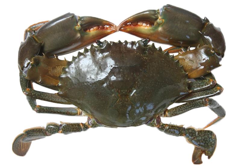 秋天吃什么螃蟹好 买对才能正确料理