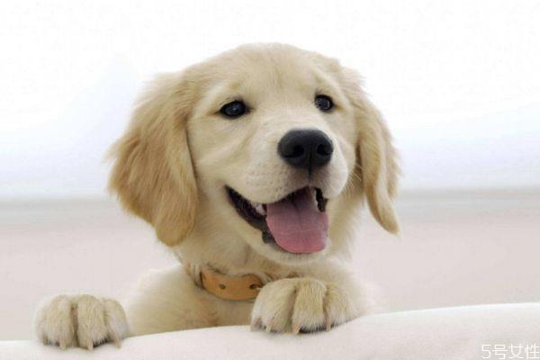 养宠物有什么好处呢 为什么要养宠物呢 养宠物有什么好处呢 为什么要养宠物呢