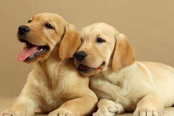 养宠物有什么好处呢 为什么要养宠物呢 养宠物有什么好处呢 为什么要养宠物呢