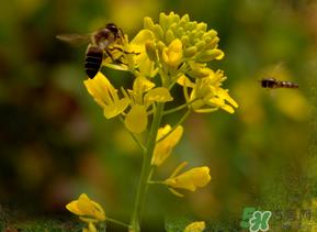 五月份还有油菜花吗?5月份还有油菜花吗? 五月份还有油菜花吗?5月份还有油菜花吗?