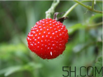 覆盆子的作用有哪些?覆盆子和桑葚哪个好吃? 覆盆子的作用有哪些?覆盆子和桑葚哪个好吃?