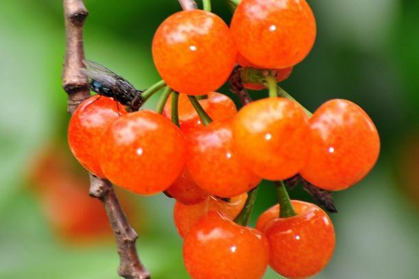 吃樱桃上火吗 吃樱桃上火了怎么去火 吃樱桃上火吗 吃樱桃上火了怎么去火