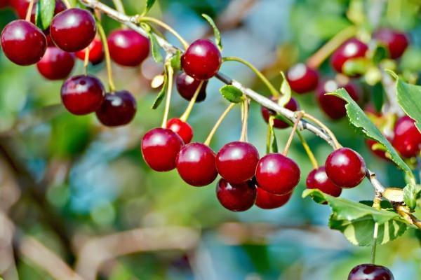 吃樱桃上火吗 吃樱桃上火了怎么去火 吃樱桃上火吗 吃樱桃上火了怎么去火