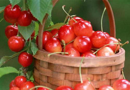 吃樱桃上火吗 吃樱桃上火了怎么去火 吃樱桃上火吗 吃樱桃上火了怎么去火