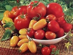 番茄能放冰箱吗?番茄放冰箱能放多久 番茄能放冰箱吗?番茄放冰箱能放多久