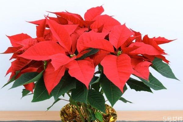 适合室内养殖的植物有什么呢 室内养殖植物怎么选择呢 适合室内养殖的植物有什么呢 室内养殖植物怎么选择呢