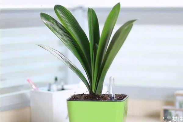 适合室内养殖的植物有什么呢 室内养殖植物怎么选择呢 适合室内养殖的植物有什么呢 室内养殖植物怎么选择呢