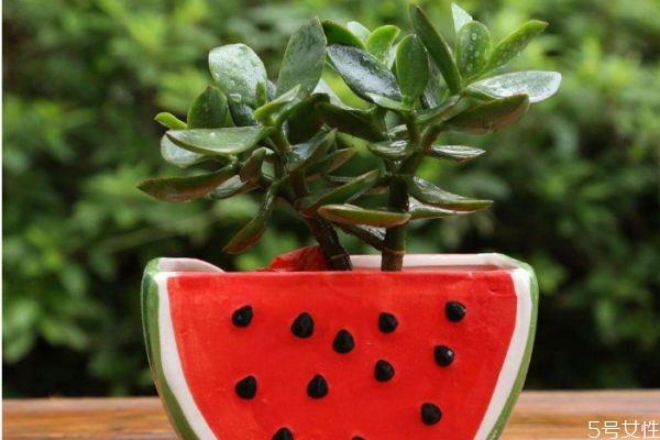 适合室内养殖的植物有什么呢 室内养殖植物怎么选择呢 适合室内养殖的植物有什么呢 室内养殖植物怎么选择呢