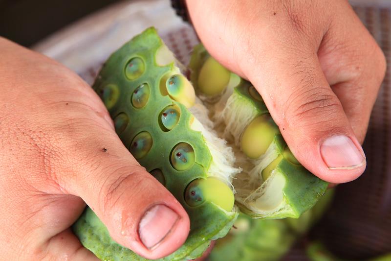 雪莲子和莲子的区别 雪莲子和莲子介绍 雪莲子和莲子的区别 雪莲子和莲子介绍