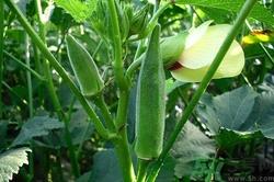 黄秋葵孕妇可以吃吗?孕妇吃黄秋葵好吗 黄秋葵孕妇可以吃吗?孕妇吃黄秋葵好吗